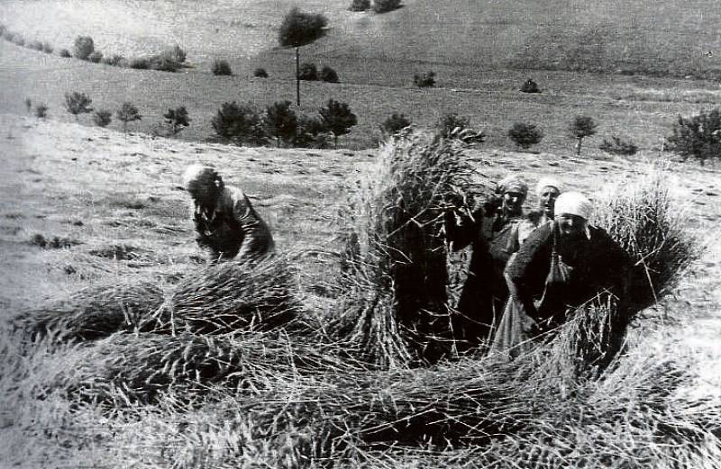 SLUŠOVICE. SKLIZEŇ. Ženy při sklizni začátkem 50. let, kdy JZD Slušovice vzniklo. Za necelých sedmatřicet let – v roce 1989 – tržby družstva dosáhly až astronomických 7 miliard korun a zisk činil téměř 830 milionů.