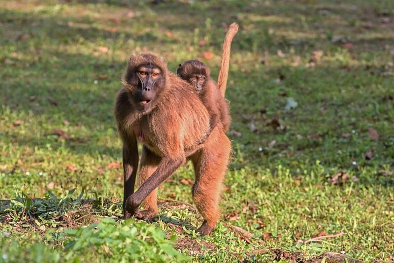 Zlínská zahrada je jedinou českou zoo, ve které návštěvníci mohou vidět mláďata dželad. Letos v březnu se tlupa rozrostla o dalšího samečka.