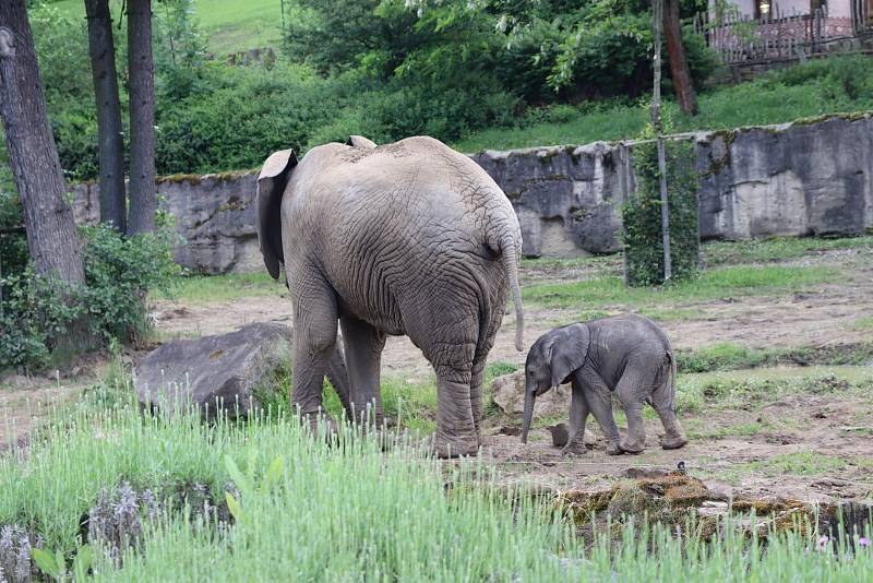 Mládě slona afrického ve zlínské zoo, 13. června 2021