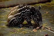 Na začátku listopadu se ve zlínské zoo narodilo již třetí mládě tapíra čabrakového. Tentokrát je to samička a díky starostlivé péči matky Nadiry skvěle prospívá.