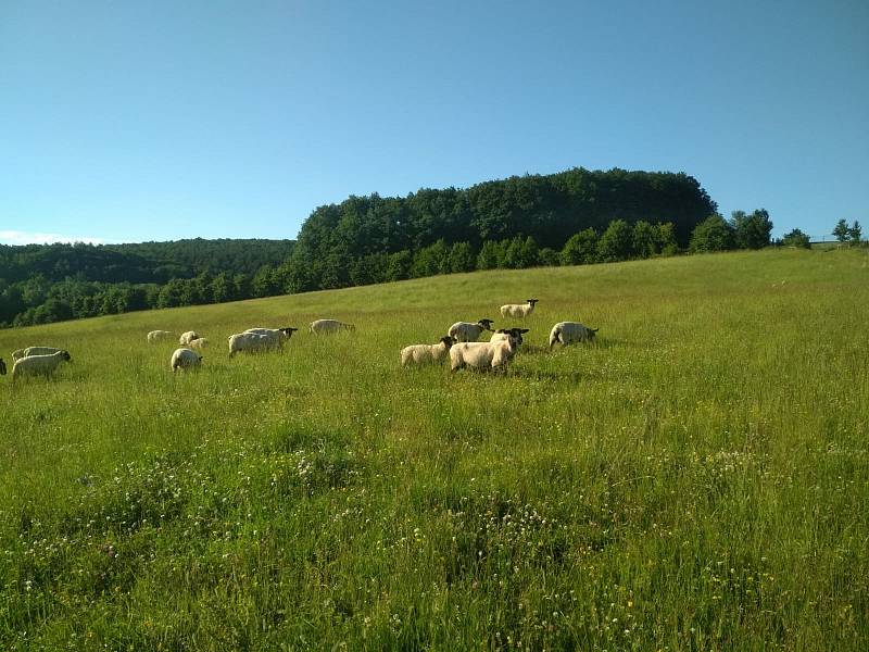 Farma Tomšíčkovi Neubuz