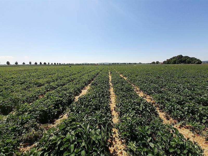 Samosběr jahod na Jahodové farmě v Holešově.