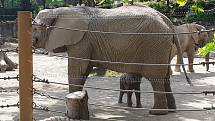 První africké slůně v Česku se narodilo v Zoo Zlín, 11. června 2021