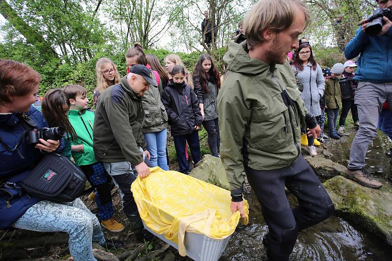 Jakub Wágner vysazuje pstruhy do řeky Dřevnice ve Zlíně.