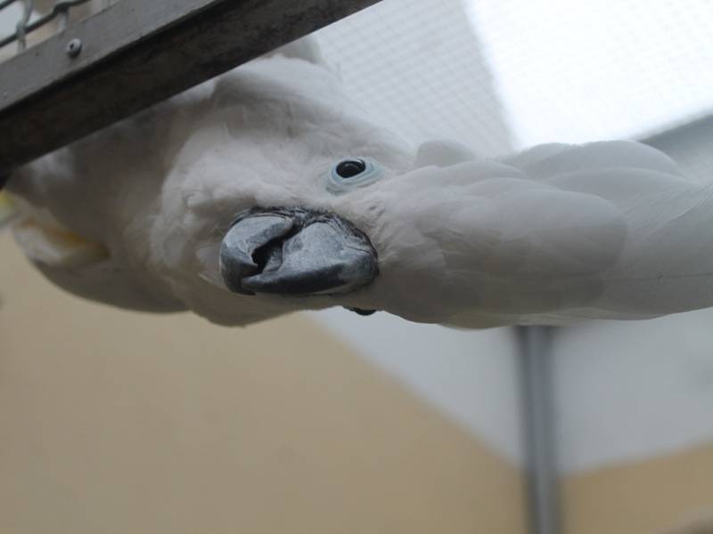POZOROVATEL. Papoušek kakadu jménem Karel zvědavě sleduje dění kolem.
