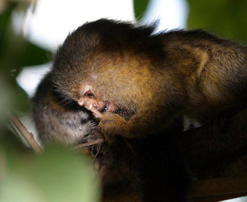 Zoo Lešná se může pochlubit novými přírůstky. Dvojčata kosmanů zakrslých se narodila už v polovině února. 