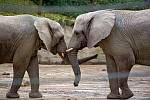 Slonice africká ve zlínské ZOO.