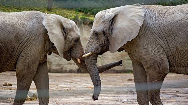Slonice africká ve zlínské ZOO.