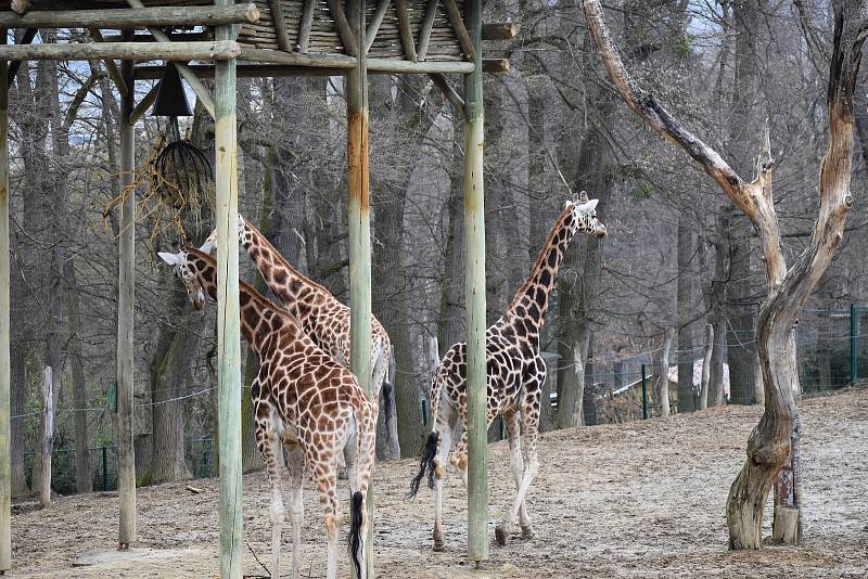 Zlínská zoologická zahrada, duben 2021.