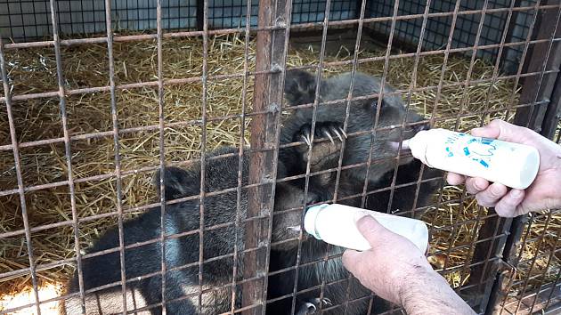 Dvě tříměsíční medvíďata ze Žatecka putovala na Slovensko, i za asistence zlínské krajské policie.