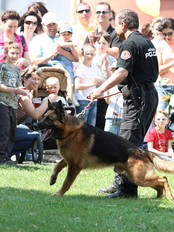 Prvomájové oslavy na náměstí Míru ve Zlíně. Odpoledne se konala například ukázka cvičení policejního psa.