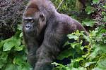 Gorilí samice Judita ze zoologické zahrady, když slavila 45 narozeniny.