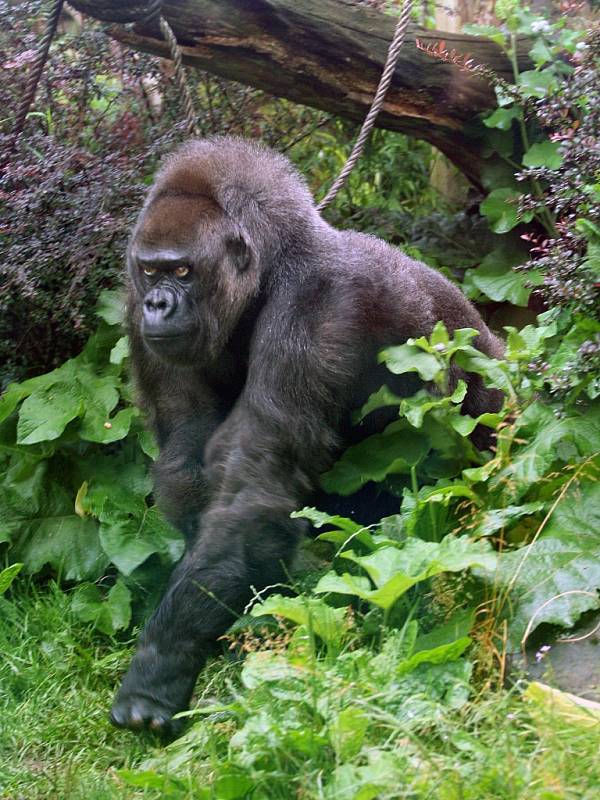 Gorilí samice Judita ze zoologické zahrady, když slavila 45 narozeniny.