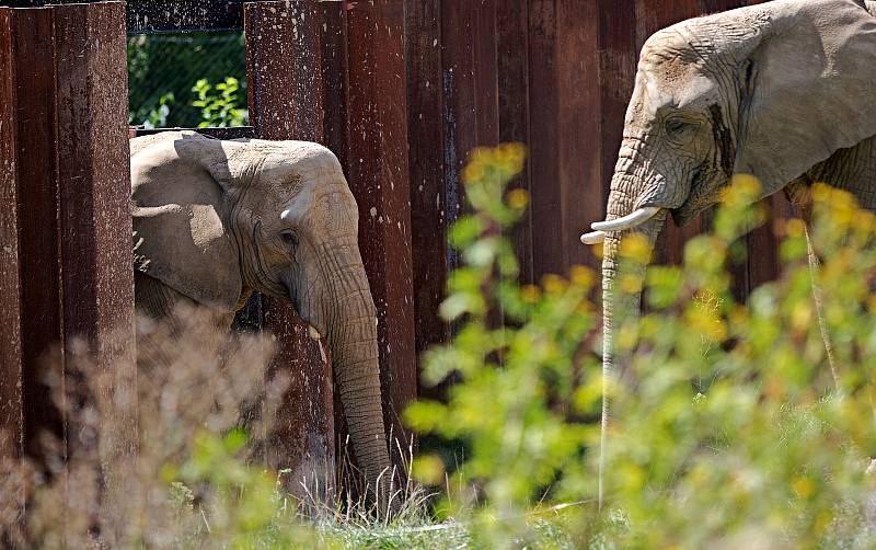 Nový výběh pro slony Karibuni ve zlínské zoo