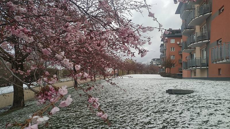Sníh ve Zlíně 6. dubna zasypal kvetoucí cibuloviny, keře i sakury