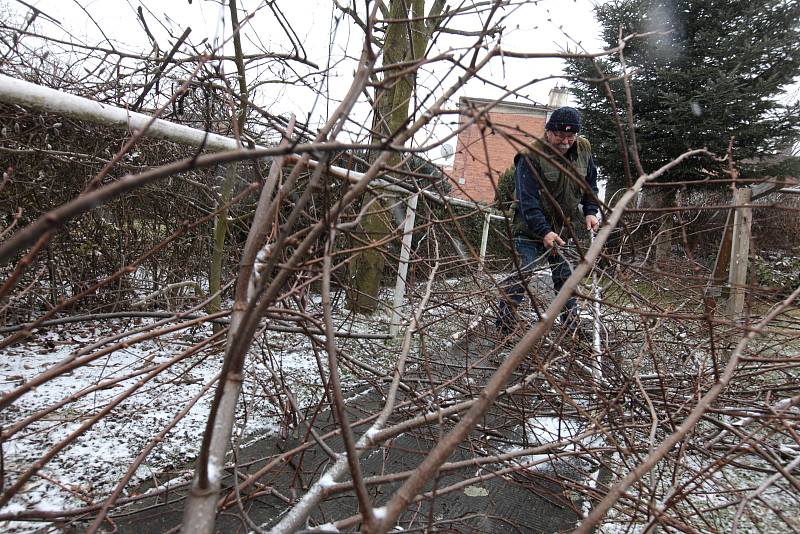 Jindřich Mudřík při prořezávání lípy ve Zlíně