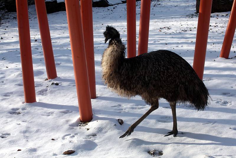 Vánoční ZOO Lešná.