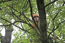 Jarní ošetřování městských stromů pokračuje. Ilustrační foto