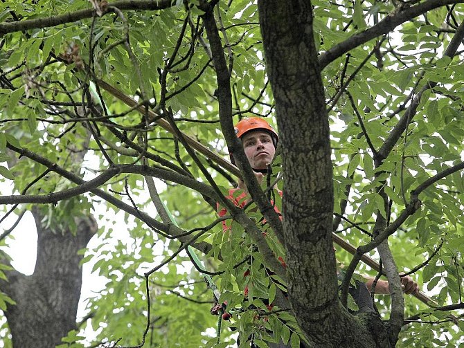 Jarní ošetřování městských stromů pokračuje. Ilustrační foto