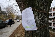 Stromy v ulici Družstevní na sídlišti Jižní svahy s výzvou k petici proti jejich kácení.