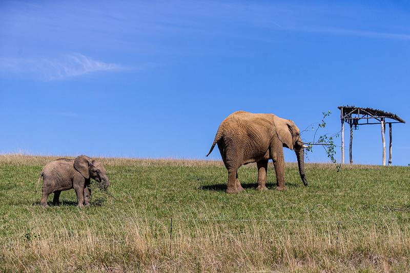 Sloni ve zlínské zoologické zahradě Lešná, 11. srpna 2022