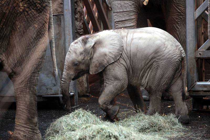 Oslava 6 ti měsíců slůněte afrického v ZOO Lešná ve Zlíně.