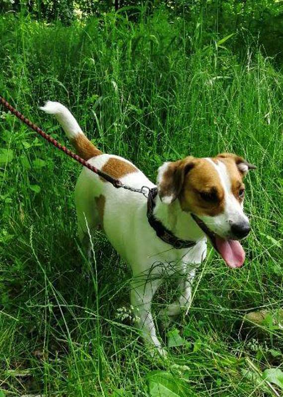 Útulek pro psy Valašské Meziříčí. Ev. č. 43/19  Fena, kříženec jack russel, stará asi dva roky. Pejsek byl odchycen na Hulíncích. Je to skvělá kamarádka, která je přátelská a skvělý parťák na výlety