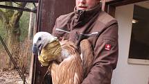 Ze zlínské zoo včera ráno do volné přírody zamířili další tři supi bělohlaví, 2 samičky a jeden samec.