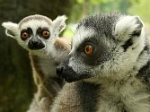 V zoo Lešná se narodila mláďata lemurů kata. 