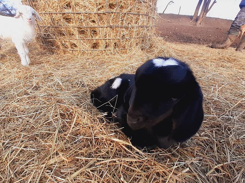 Kozí farma ve Vizovicích má první letošní kůzlata. Narodilo se jich devadesát, další várka devadesáti kůzlat se očekává.