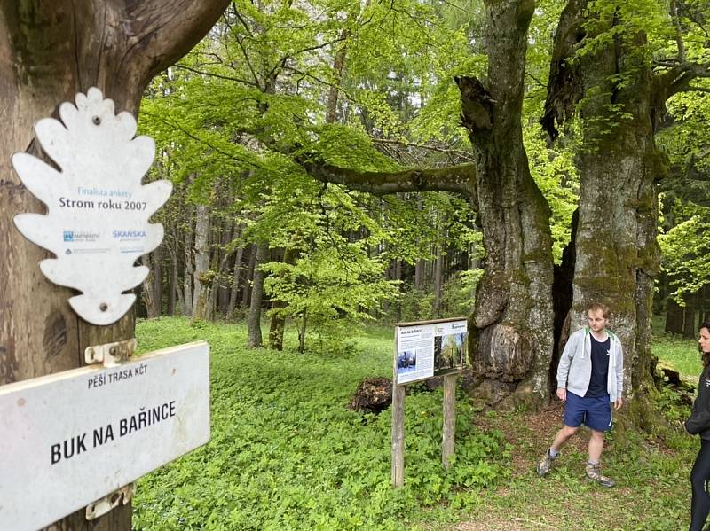 Ve Velkých Karlovicích se můžete v těchto dnech vrátit zpět do pravé jarní nálady.