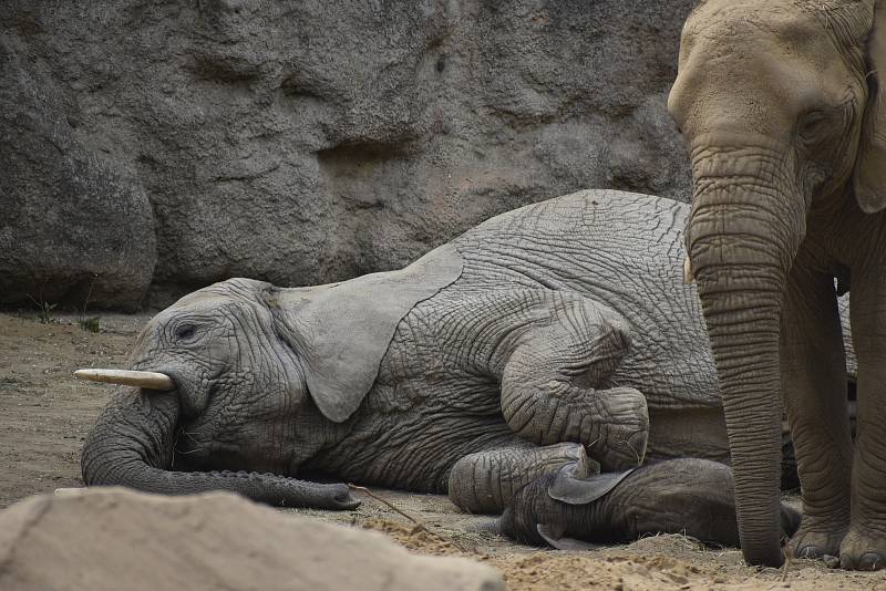 Veřejnost poprvé spatřila nově narozené mládě slona afrického. ZOO Lešná, Zlín.