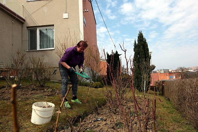 Bohuslava Růžičková ze zlínské Lesní čtvrti ošetřuje záhon s růžemi; sobota 27. března 2021