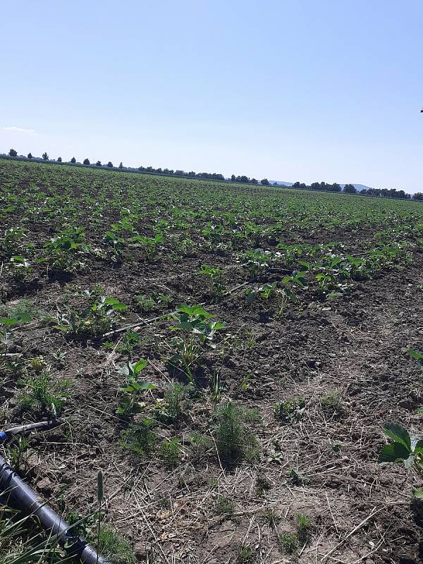 Samosběr jahod na Jahodové farmě v Holešově.