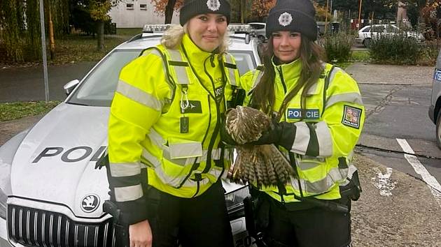 Policistky Veronika Kadlecová a Veronika Berka zachránily zraněného dravého ptáka ležícího na dálnici D55 u Napajedel; úterý 28. listopadu 2023
