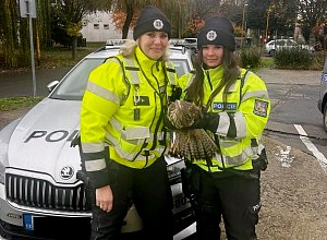 Policistky Veronika Kadlecová a Veronika Berka zachránily zraněného dravého ptáka ležícího na dálnici D55 u Napajedel; úterý 28. listopadu 2023