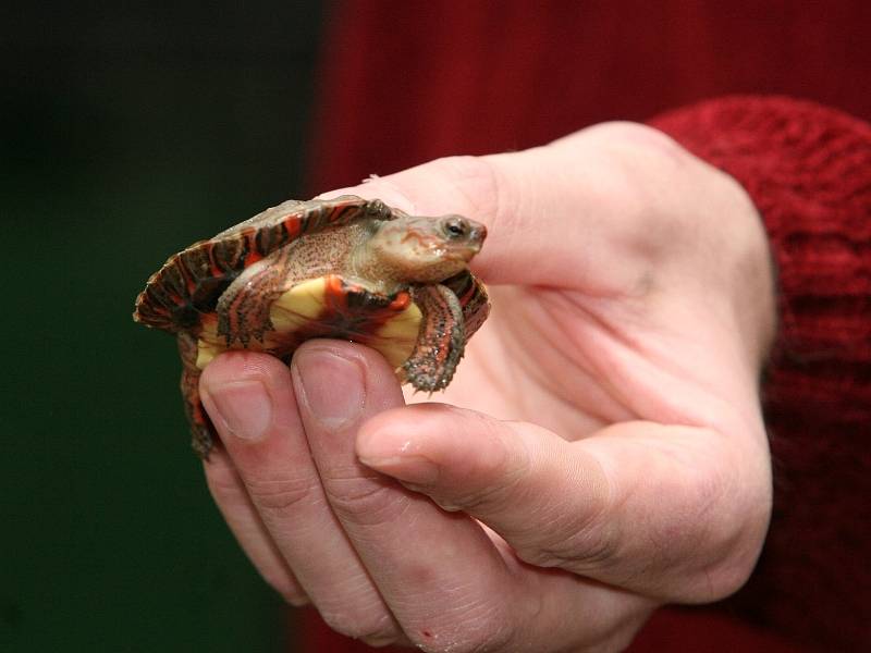 V zoologické zahradě Lešná na Zlínsku se narodila dvě mláďata želvy Rhinoclemmys pulcherrima