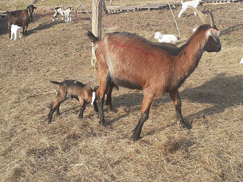 Kozí farma ve Vizovicích má první letošní kůzlata. Narodilo se jich devadesát, další várka devadesáti kůzlat se očekává.