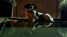 Ve psím hotelu je hostům k dispozici také bazének.