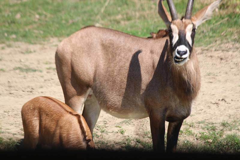 ZOO Zlín, mládě antilopy koňské