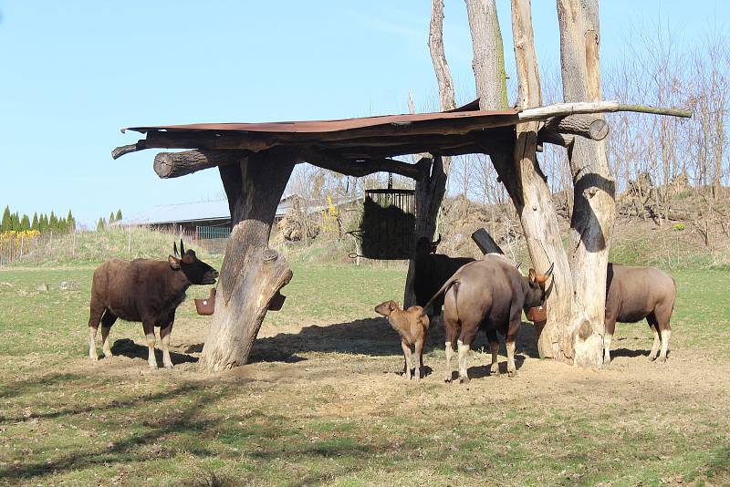 Zlínská zoo dosáhla opět obrovského úspěchu. Podařilo se zde odchovat mládě gaura indického. Jde o jediné mládě tohoto druhu v Česku a za posledních 12 měsíců i v Evropě.