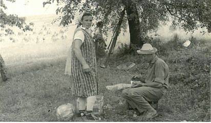 TRHÁNÍ LNU. Na snímku je agronom František Polášek a paní Kašpárková.