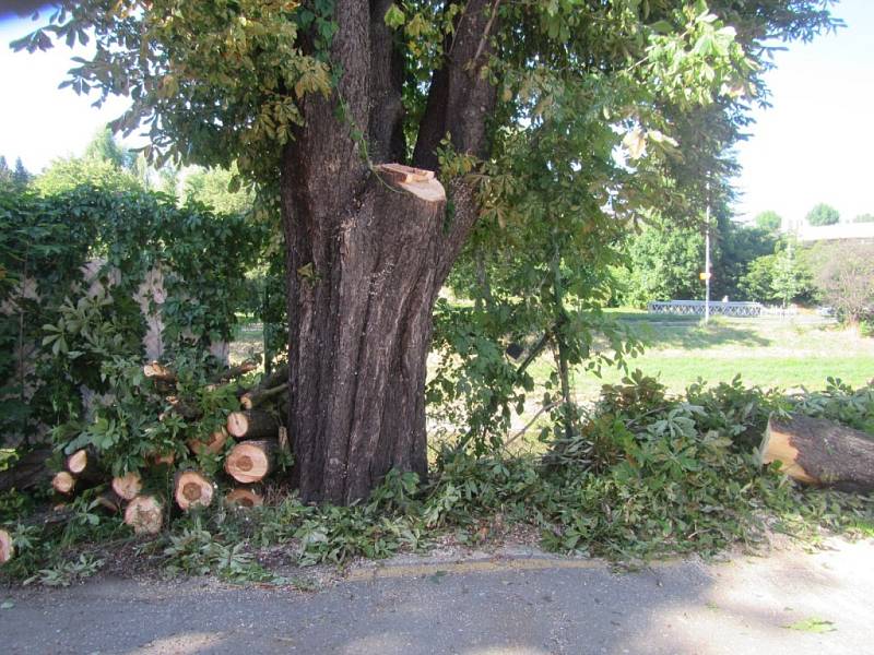 Prasklý strom odstraňovali profesionální hasiči na ulici Havlíčkovo nábřeží ve Zlíně