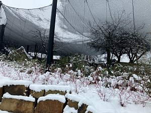 Zničené voliéry i síť. V Zoo Zlín sčítají škody po sněhové kalamitě; prosinec 2023