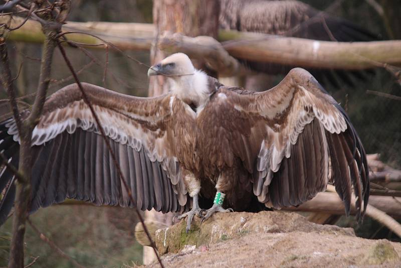 Ze zlínské zoo včera ráno do volné přírody zamířili další tři supi bělohlaví, 2 samičky a jeden samec.