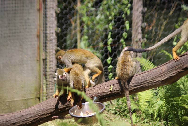 Ve zlínské zoo pokřtili Dana Morávková a Roman Vojtek mláďata kotulů veverovitých. Dostali jméno Kája a Míša.