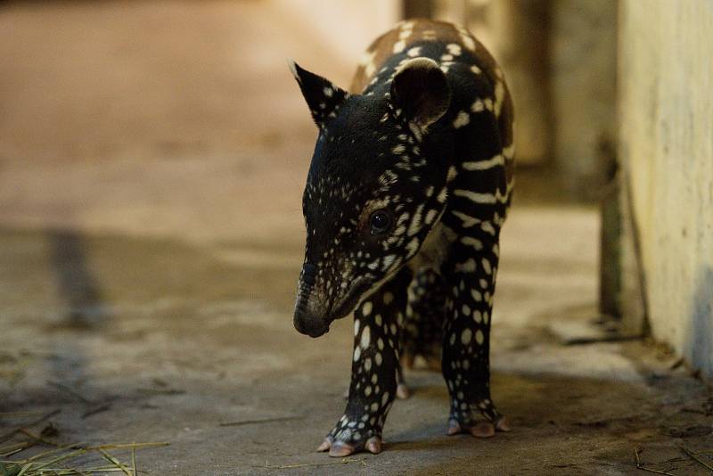 Na začátku listopadu se ve zlínské zoo narodilo již třetí mládě tapíra čabrakového. Tentokrát je to samička a díky starostlivé péči matky Nadiry skvěle prospívá.