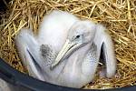 Mláďata pelikána skvrnozobého v ZOO Lešná.