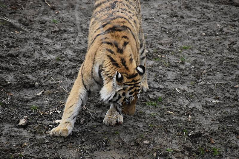 Zlínská zoologická zahrada, duben 2021.