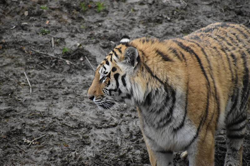 Zlínská zoologická zahrada, duben 2021.